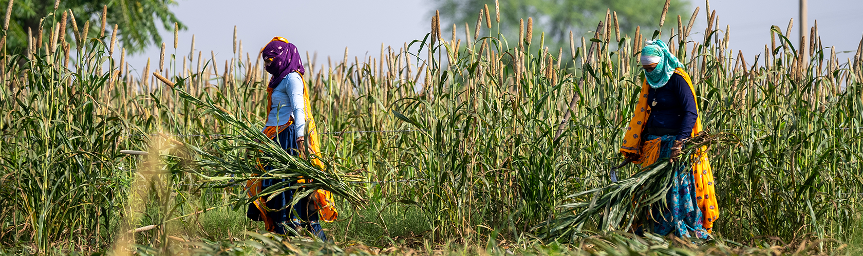 If the farmer grows, who will buy? Building Demand under the Vision for Adapted Crops and Soils (VACS)