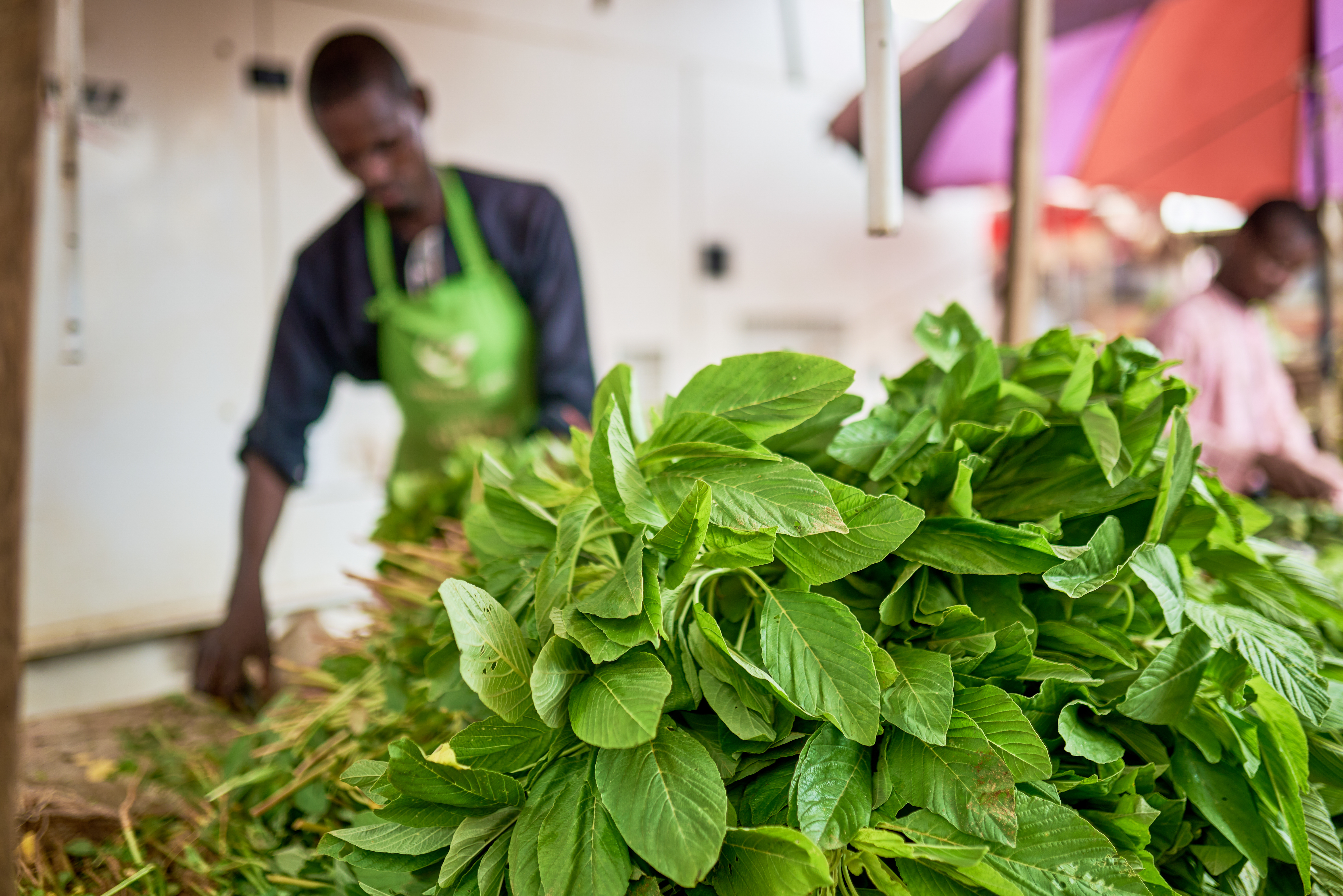 Transforming Food Systems for a climate-resilient, well-nourished Nigeria