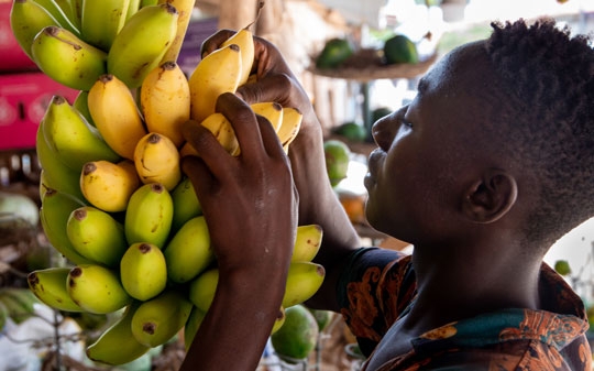 A man picking ripe bananas from a stalk in the market