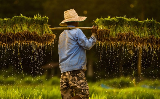 Farmer carrying rice