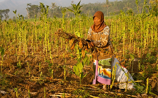 a woman in a field holding a dead crop