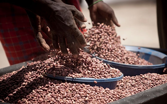 Mixing beans in Kenya
