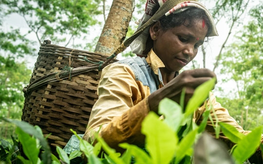 Tea worker in the field with a basket