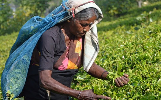 Woman picking up tea leaves in Sri Lanka