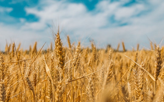 Wheat fields and blue sky