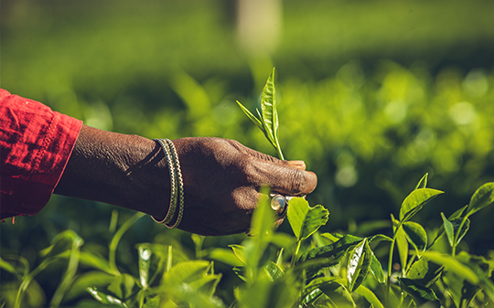 a hand grasping a tea leaf