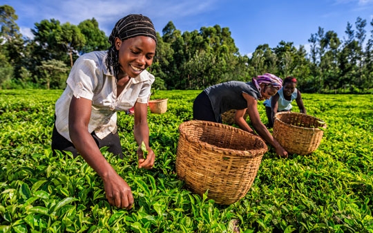 Kenya women picking up leaves in a field