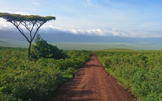 A tall tree and road in the middle of greenery in Tanzania