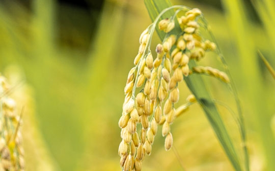 Detail of a rice plant in the field