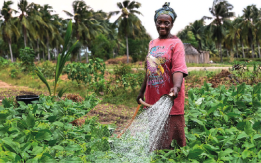 woman watering a garden woman watering a garden