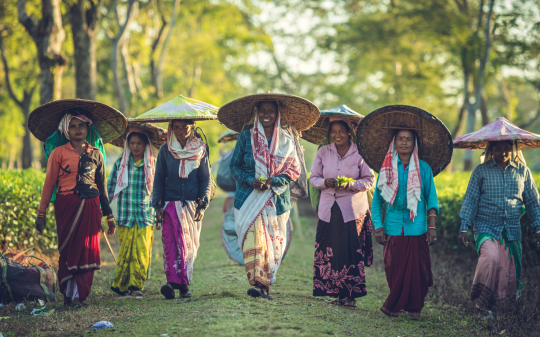 Assam tea workers