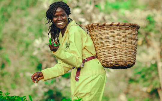 Kenya tea worker