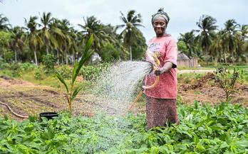 If the farmer grows, who will buy? Building Demand under the Vision for Adapted Crops and Soils (VACS)