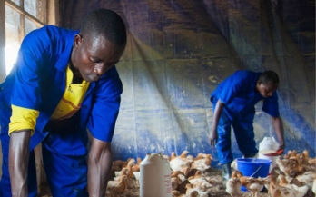 Impacts of COVID-19 on small- and medium-sized enterprises in the Rwandan food system