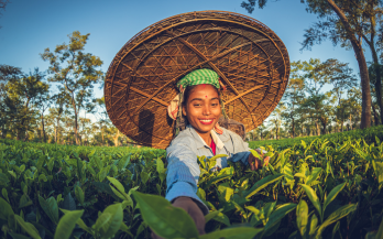 Healthy Diets for Tea Communities - Global Programme Results