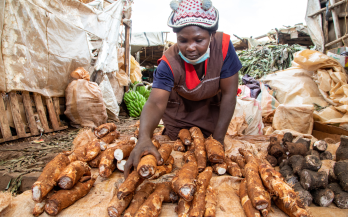 Healthy Diets for Tea Communities - Malawi Programme Results